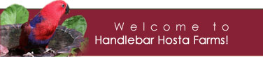Welcome to Handlebar Hosta Farms!